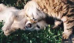 Puppy and kitten laying on the grass and cuddling
