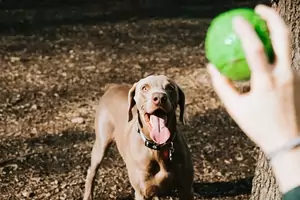 Playing catch with a brown dog