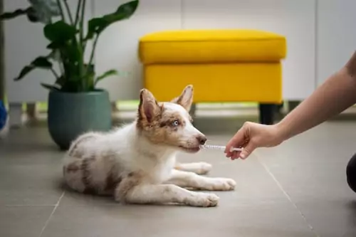 Person administering liquid medication to a dog via oral syringe