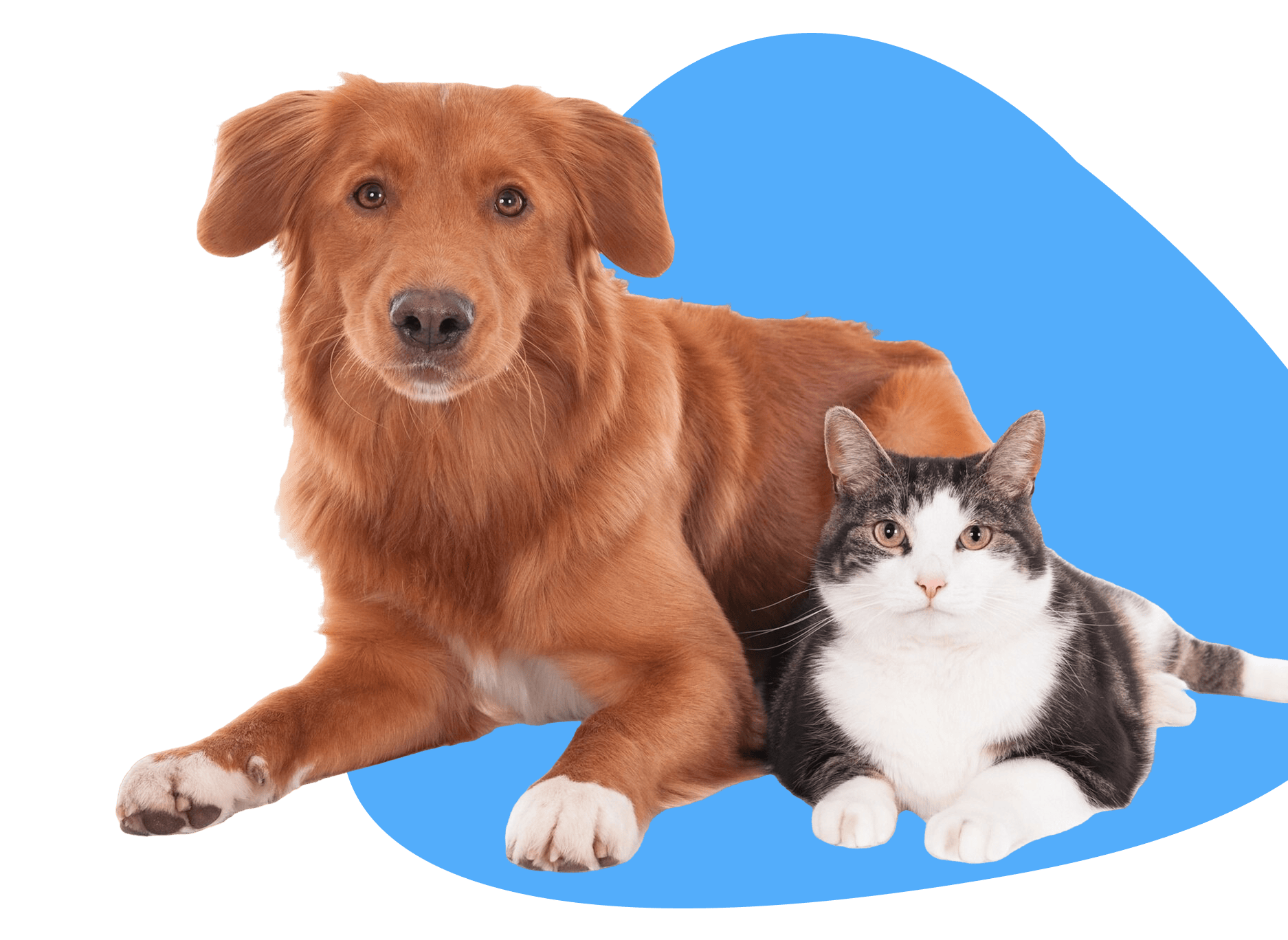 Group 1371 Pet Care Specialist Jobs