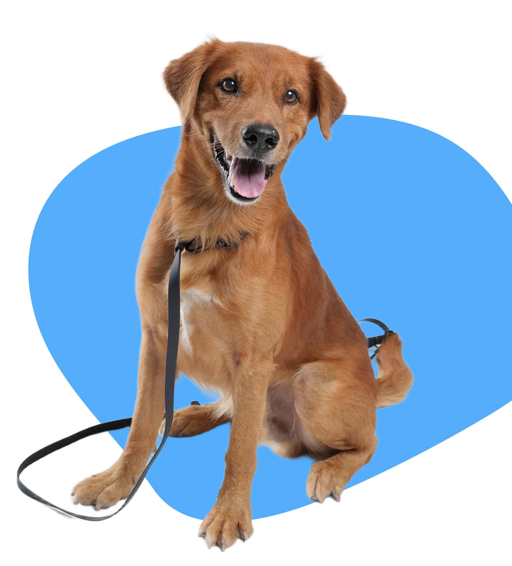 Group 1381 Dog Walking Services in Chester County, PA
