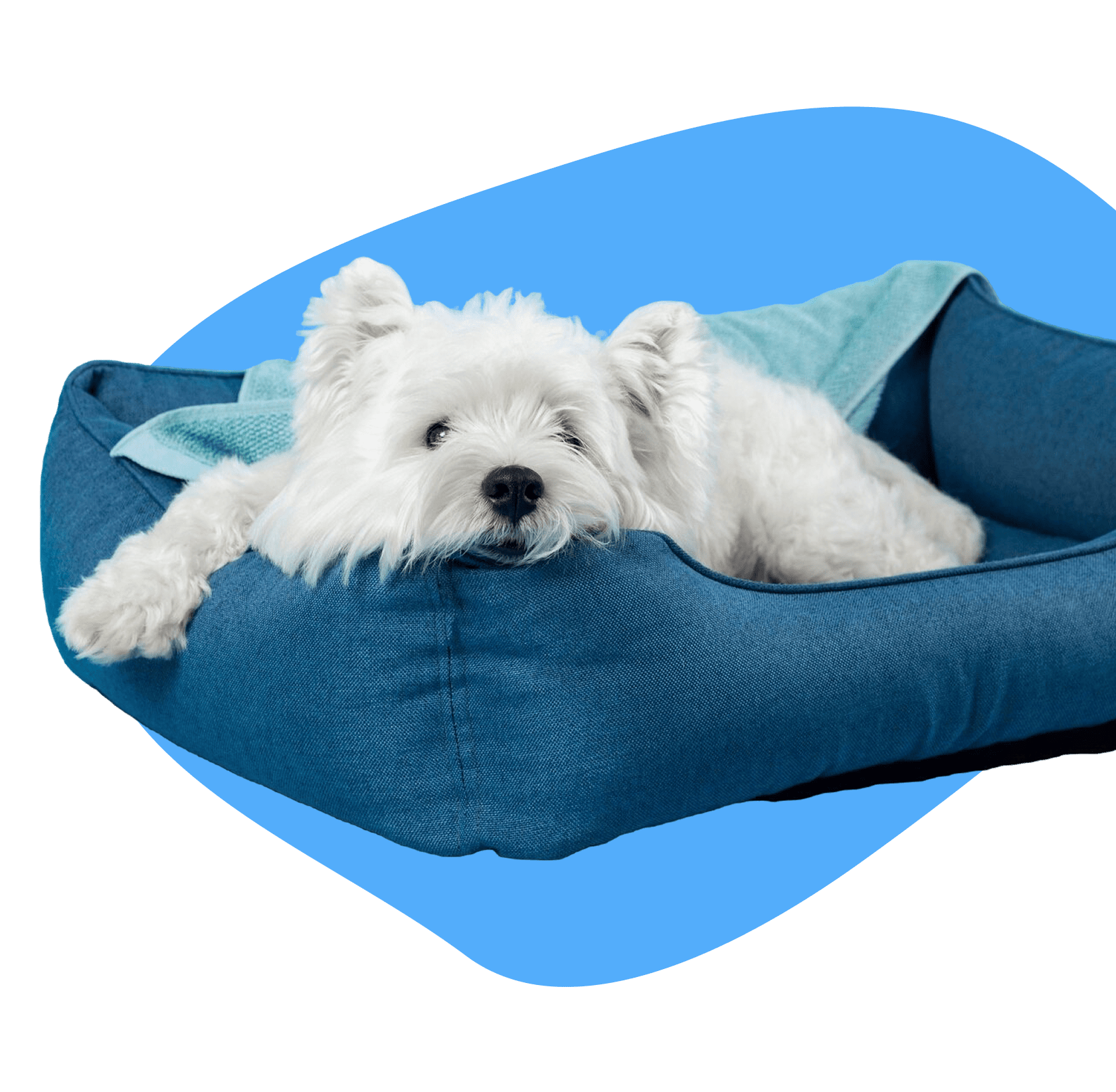 Overnight Pet Sitting