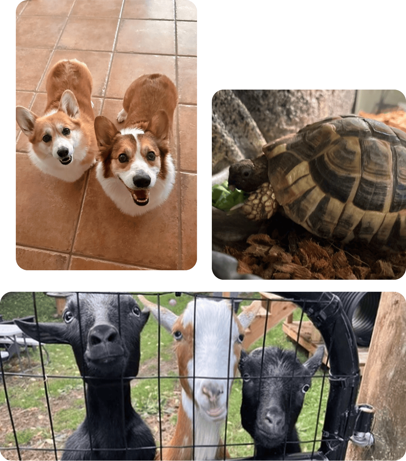 Pet Services by Tails N Whiskers