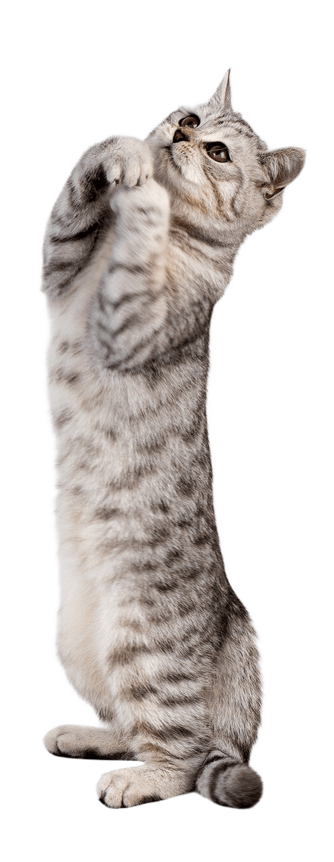 portrait-scottish-straight-kitten-white-background 1
