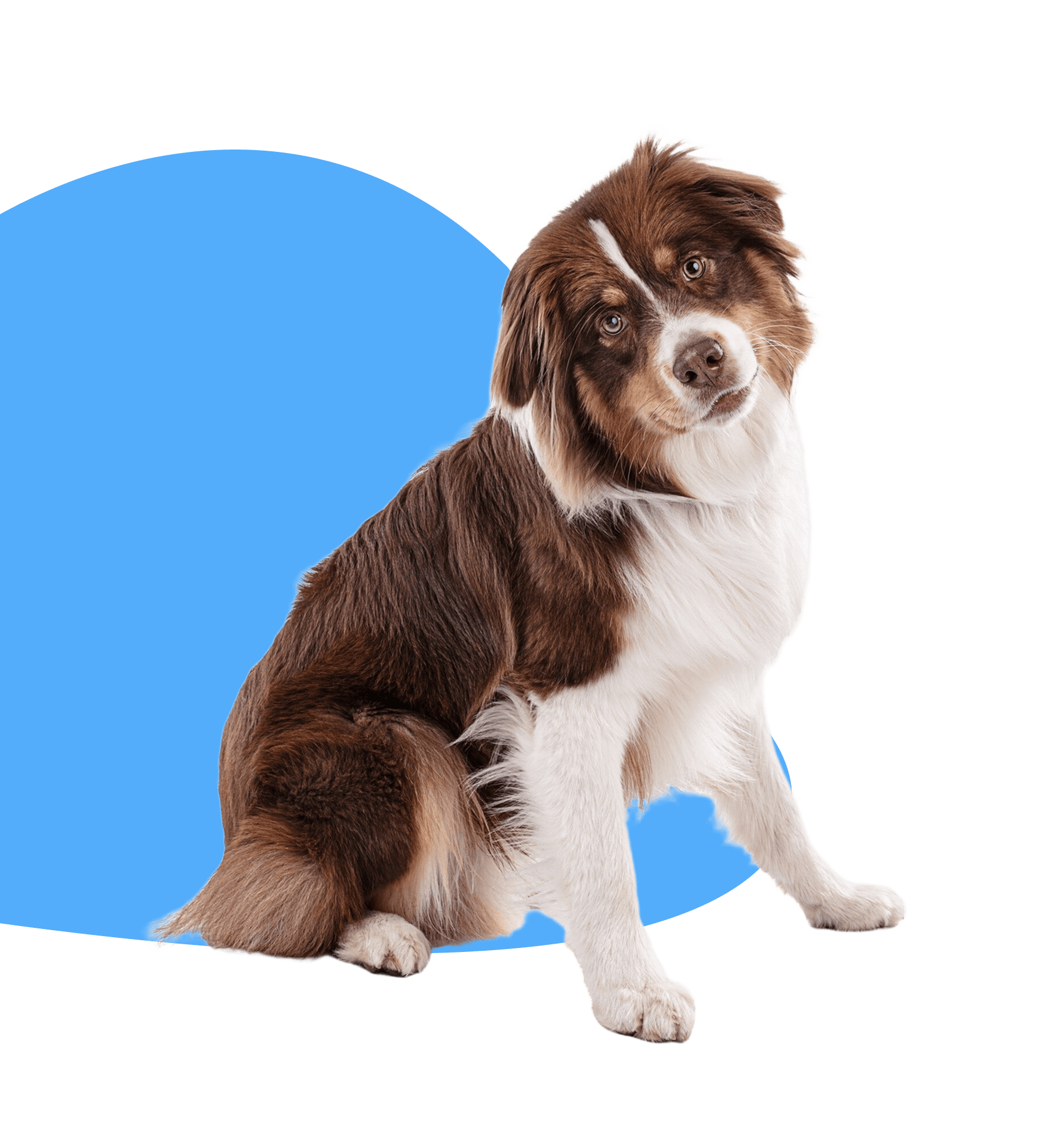 Chester County PA Pet Care Services