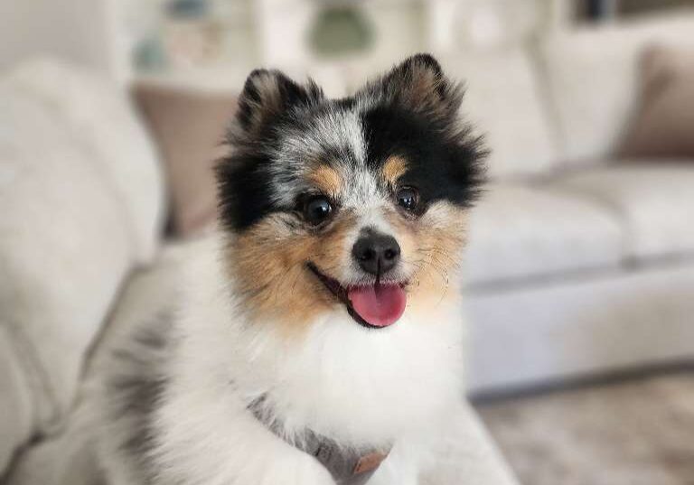petsit blog 4